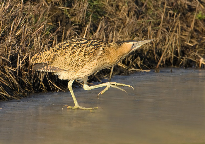 Roerdomp sluipt over het ijs.jpg